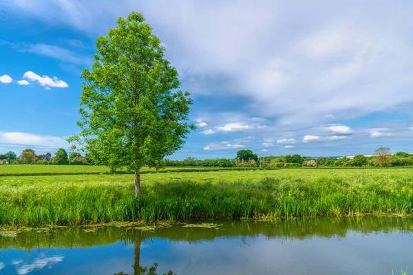 Albero Sulla Riva Del Fiume Bridgwater Taunton Canal Somerset Ovest — Foto Stock