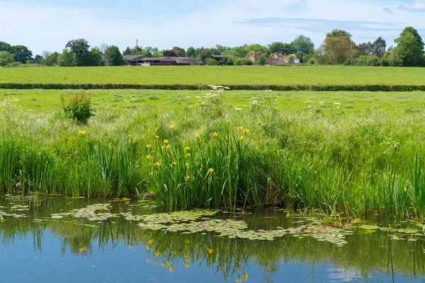 Somerset Platteland Bridgwater Taunton Canal Met Gele Iris Bloemen Oever — Stockfoto