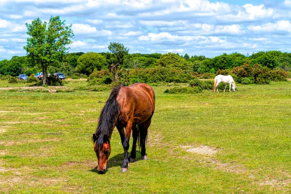 Póneis Brancos Castanhos Selvagens Pastando New Forest Hampshire England — Fotografia de Stock