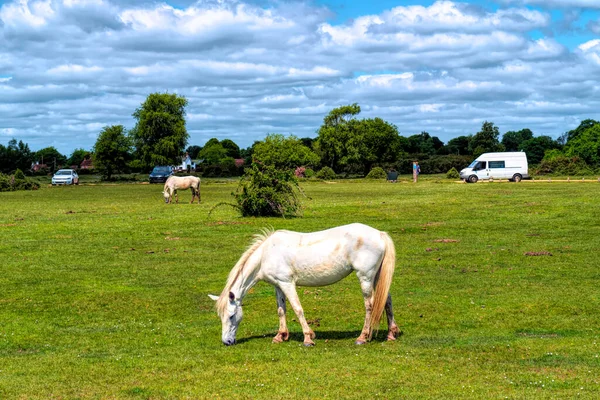 Witte Pony Grazen New Forest Hampshire Engeland Wild Vrij — Stockfoto