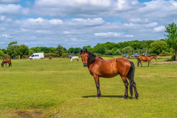 New Forest pony looking to camera Hampshire England beautiful UK tourist destination