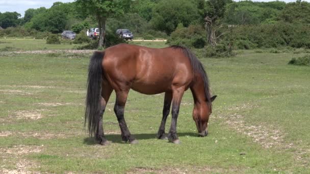 New Forest Ponny Hampshire England Storbritannien Närbild Vackra Bruna Hästdjur — Stockvideo