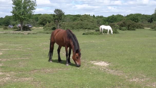 New Forest Ponies England Bruna Och Vita Vackra Djur Betar — Stockvideo