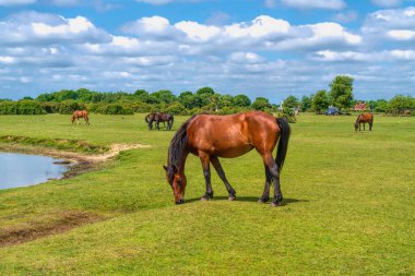 New Forest Ulusal Parkı İngiltere Göl kenarındaki midillilerle turistik bir yer