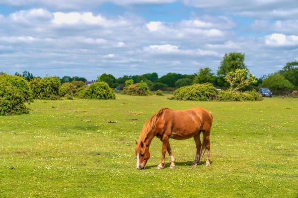 New Forest Park Hants England Vereinigtes Königreich Mit Ponyweide — Stockfoto