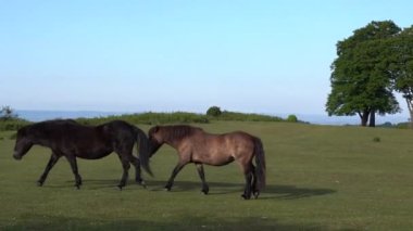 Birbirinin önünde yürüyen iki midilli Quantock Hills Somerset kırsal sahnesi İngiltere