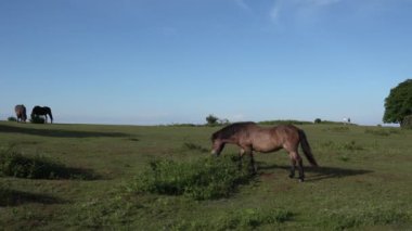 Somerset kırsal kesimi Cothelstone Tepesi The Quantock Hills UK vahşi midillileri ve tepede yürüyen uzak yürüyenlerle
