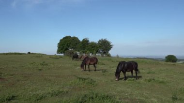 Vahşi midilliler Cothelstone Tepesi ve Yedi Kız Kardeş Ağaçları Quantock Hills Somerset İngiltere