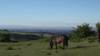 Quantock Hills Somerset midilli otlatma manzaralı Hinkley Point Nükleer Enerji İstasyonu Uk kırsalında güneş ışığı altında