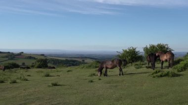 Quantock Hills at sürüsü Uk kırsalında Somerset sahillerine ve Hinkley 'e otluyor.