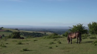 Quantock Hills Somerset midilli otlatma manzaralı Hinkley Point Nükleer Enerji İstasyonu Uk kırsalında güneş ışığı altında