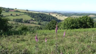 Hinkley Point manzarası ve Quantock Hills 'ten Somerset kırsal alanı ön planda pembe yüksükotu çiçekleri ile