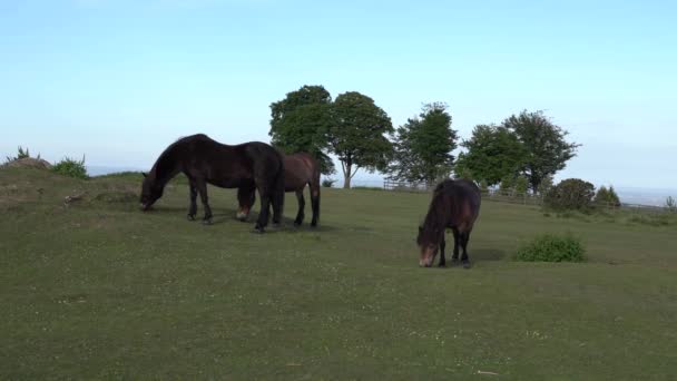 Cothelstone Hill Seven Sisters Trees Somerset Σκηνή Υπαίθρου Quantocks Άγρια — Αρχείο Βίντεο