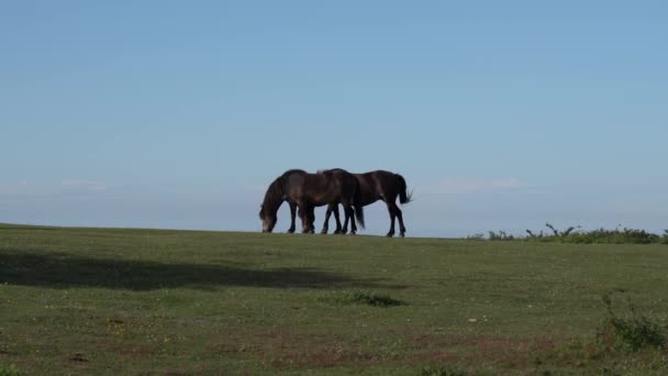 Pôneis Selvagens Pastando Horizonte Silhueta Contra Céu Azul Quantock Hills — Vídeo de Stock