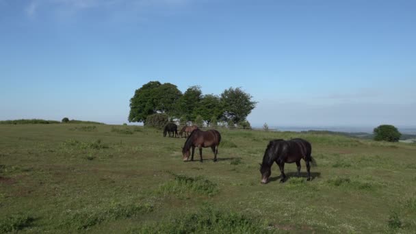 Divocí Poníci Cothelstone Hill Seven Sisters Trees Quantock Hills Somerset — Stock video