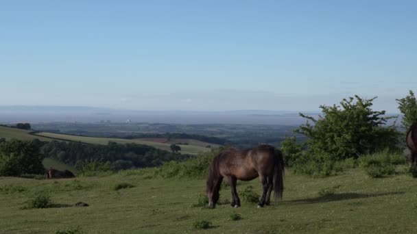 Quantock Hills Somerset Pemandangan Penggembalaan Kuda Poni Titik Hinkley Pembangkit — Stok Video