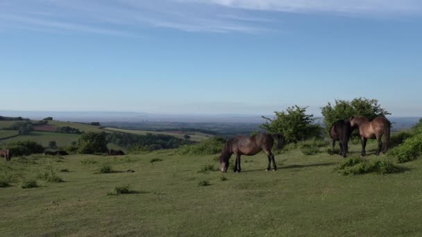 Quantock Hills Sekelompok Kuda Merumput Pemandangan Pantai Somerset Dan Hinkley — Stok Video