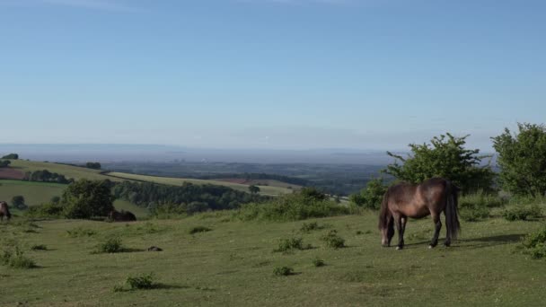 Quantock Hills Somerset Pony Grazen Uitzicht Hinkley Point Kerncentrale Zon — Stockvideo