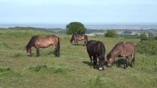Quantock Hills Somerset Groep Wilde Pony Grazen Het Engelse Platteland — Stockvideo