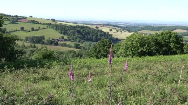 Hinkley Point Widok Somerset Wsi Quantock Hills Różowych Kwiatów Foxglove — Wideo stockowe