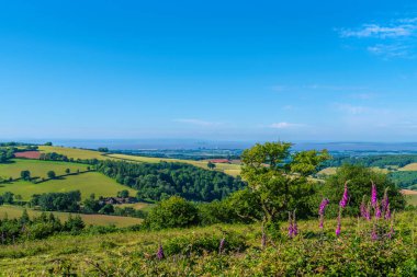 Quantock Hills Somerset Güzel kırsal manzara Pembe yüksükotu çiçekleri Hinkley Point ve Bristol Channel uk
