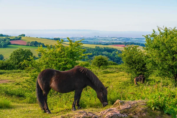 Quantock Hills Somerset Pony Weidet Blick Auf Hinkley Point Kernkraftwerk — Stockfoto