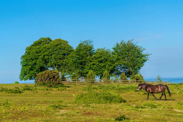 Exmoor Wild Pony Beautiful Rural Country Scene Seven Sisters Trees — Fotografia de Stock