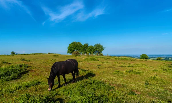 Wilde Pony Schöne Ländliche Landschaft Mit Seven Sisters Trees Quantock — Stockfoto