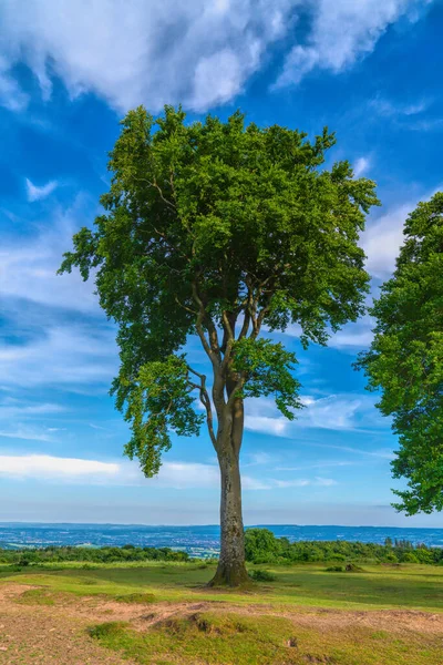 Strandboom Mooie Blauwe Lucht Zeven Zusters Bomen Cothelstone Hill Quantocks — Stockfoto