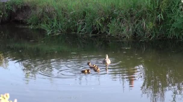 Mallard Pato Mãe Bebê Patinhos Nadando Rio Beira Rio — Vídeo de Stock