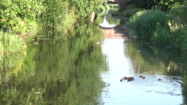 Anka Med Baby Ankungar Kanal Simning Bridgwater Och Taunton Canal — Stockvideo