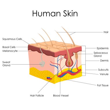 insan Deri anatomisi