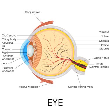 insan gözünün anatomisi