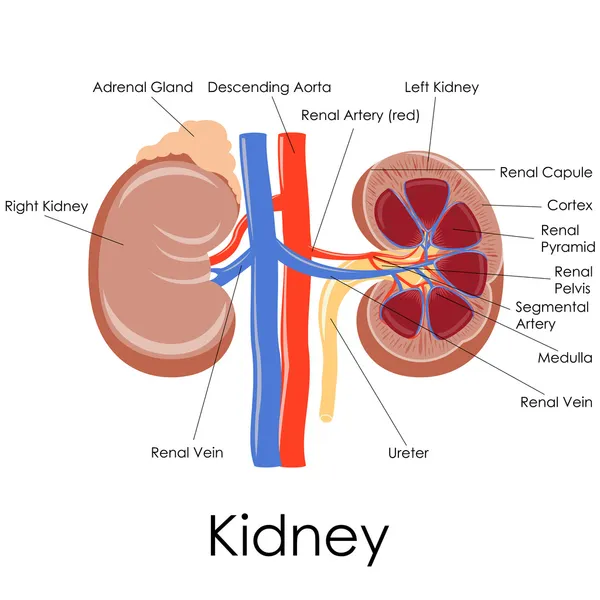 Menselijke nieren anatomie — Stockvector