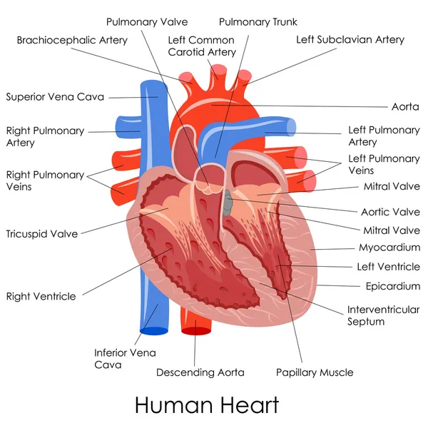 Insan kalp anatomisi — Stok Vektör