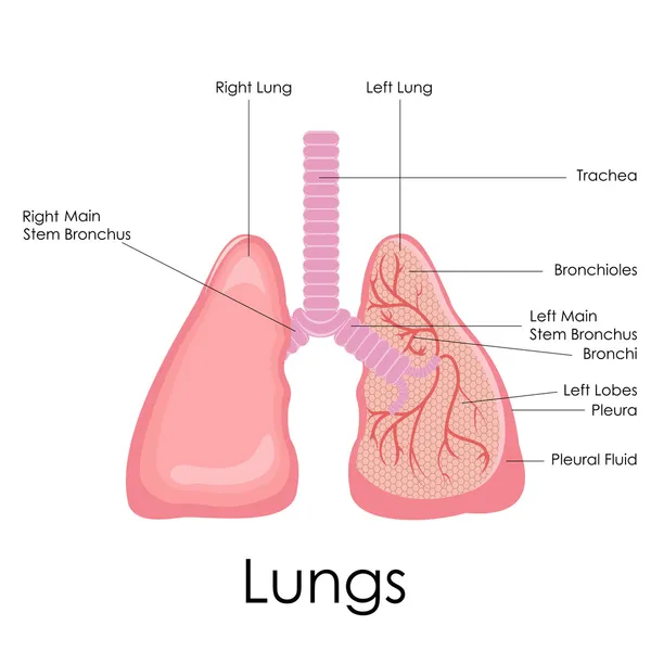 Anatomia dos pulmões humanos — Vetor de Stock