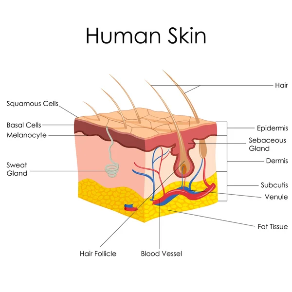 人間の皮膚の解剖学 — ストックベクタ