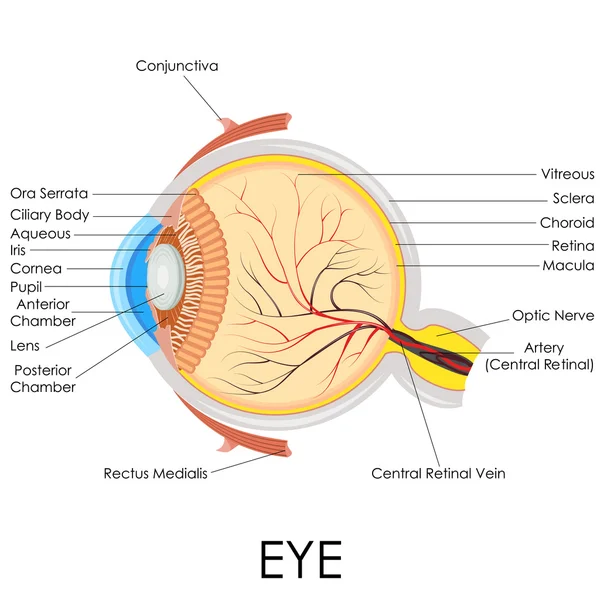 Insan gözünün anatomisi — Stok Vektör