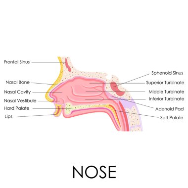 Human Nose Anatomy clipart
