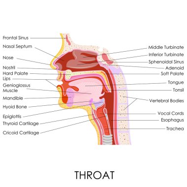 Human Throat Anatomy clipart