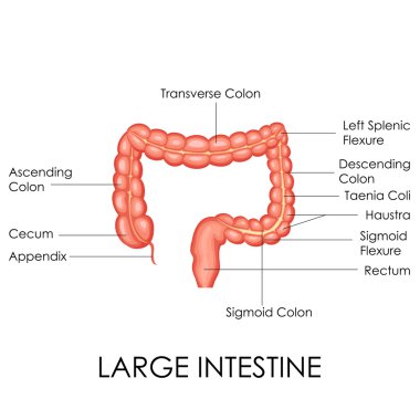 Human Large Intestine Anatomy clipart