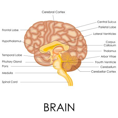 Human Brain Anatomy clipart