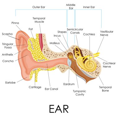 İnsan kulak anatomisi