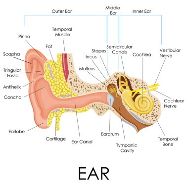 Human Ear Anatomy clipart