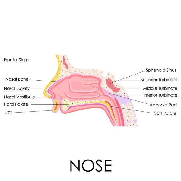 Lidský nos anatomie — Stockový vektor