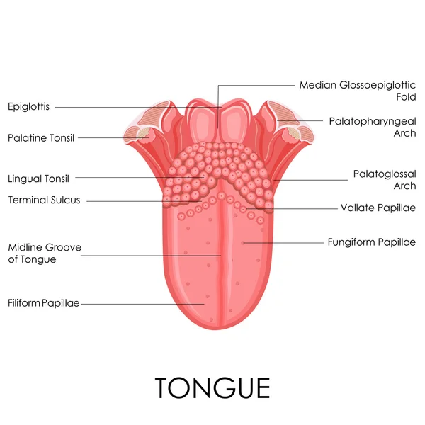 Lidský jazyk anatomie — Stockový vektor