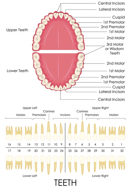 Anatomia dentale umana — Vettoriale Stock