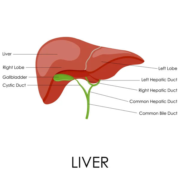 Anatomia człowieka wątroby — Wektor stockowy