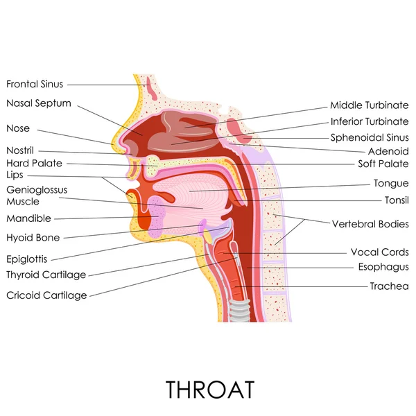 Anatomie der menschlichen Kehle — Stockvektor