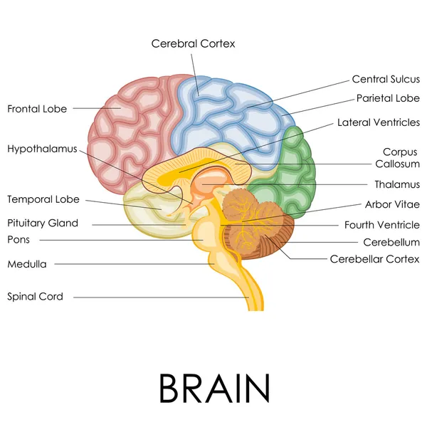 Anatomie des menschlichen Gehirns — Stockvektor